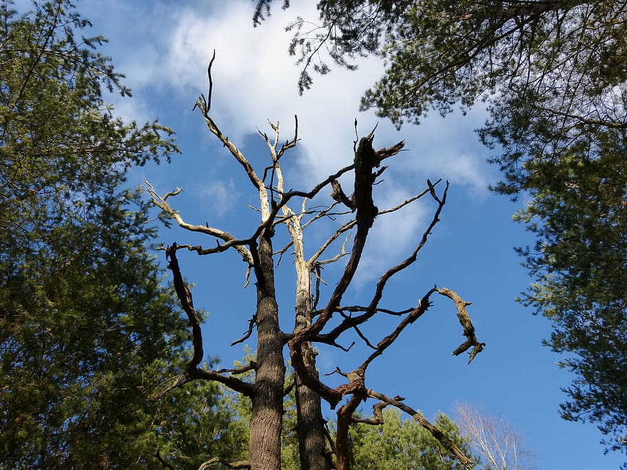 gnarled, tree, forest, old, tribe, nature, log, branches, crooked HD wallpaper