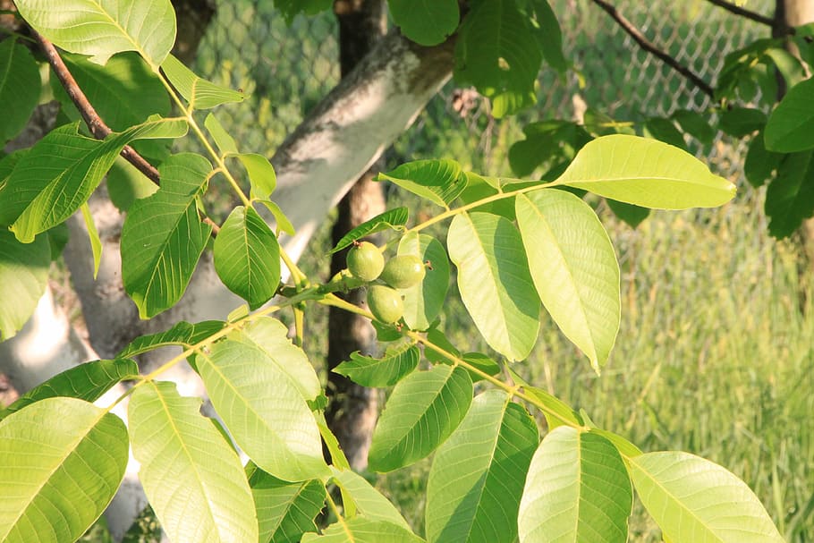 black, eastern, juglans, leaf, leaves, walnut, plants, plant part HD wallpaper