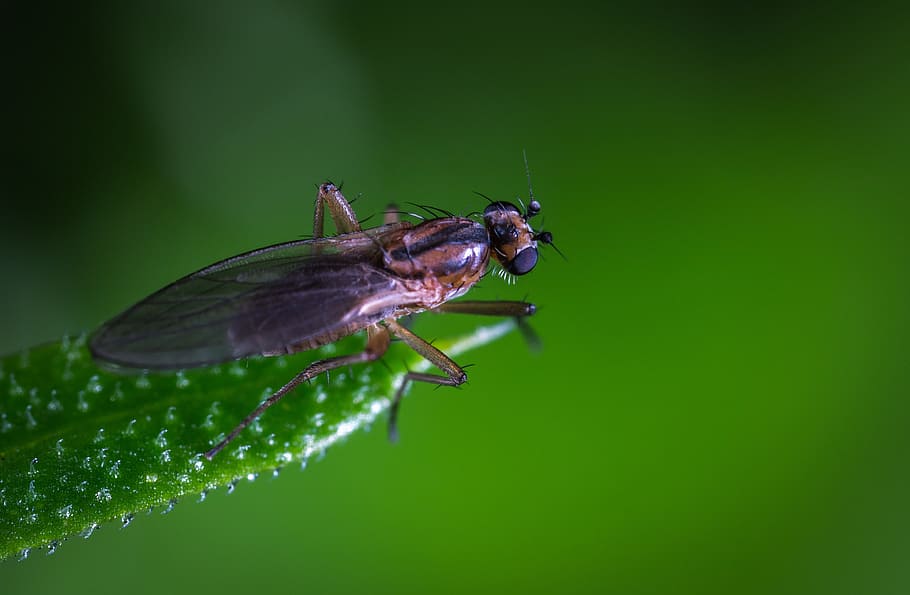insect, nature, fly, animals, macro, sheet, animal themes, invertebrate HD wallpaper
