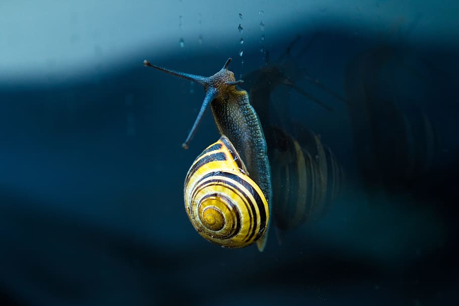 Hd Wallpaper Yellow And Brown Snail Top Of Body Of Water Snail On