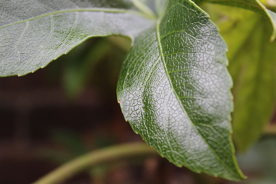 leaf, green leaf, laurel, green leaves, environment, summer HD wallpaper