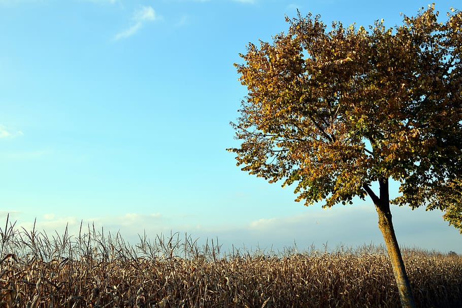tree, sky, blue, autumn, cornfield, leaves, discoloration, brown HD wallpaper