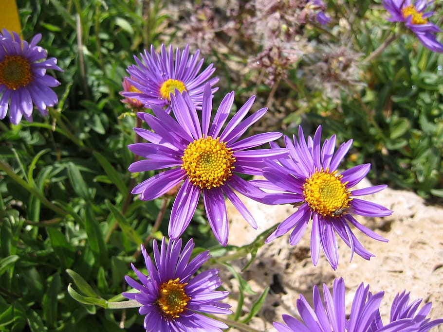Flower, Aster, Blossoms, Blooms, Macro, colorful, bright, floral HD wallpaper