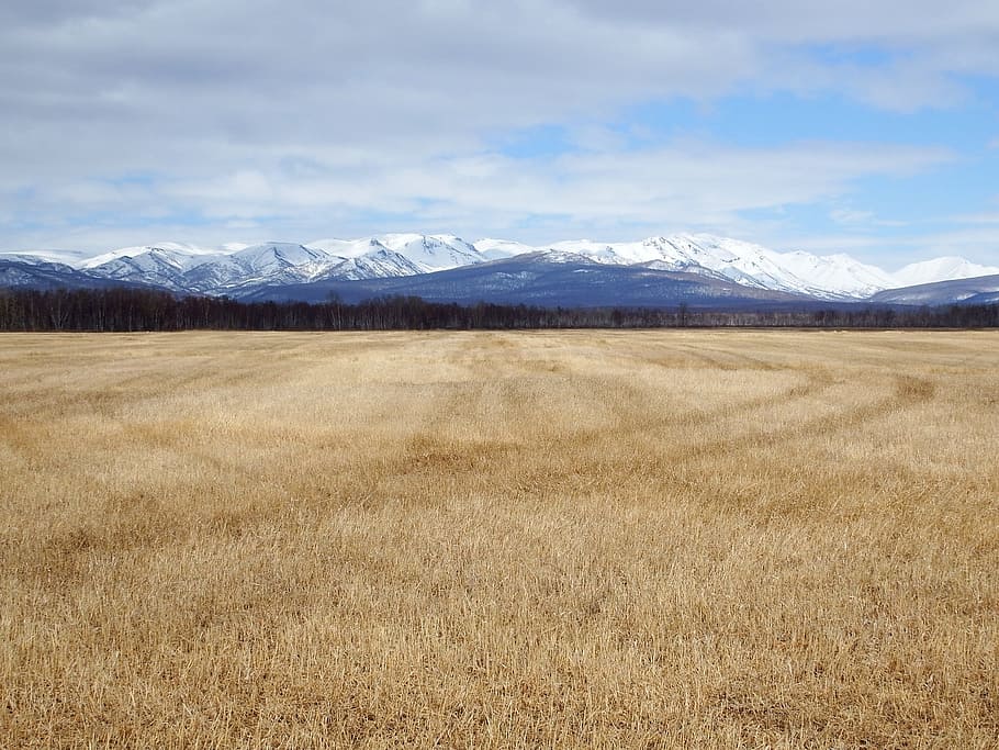 fields, late autumn, grass, mountains, forest, nature, landscape HD wallpaper