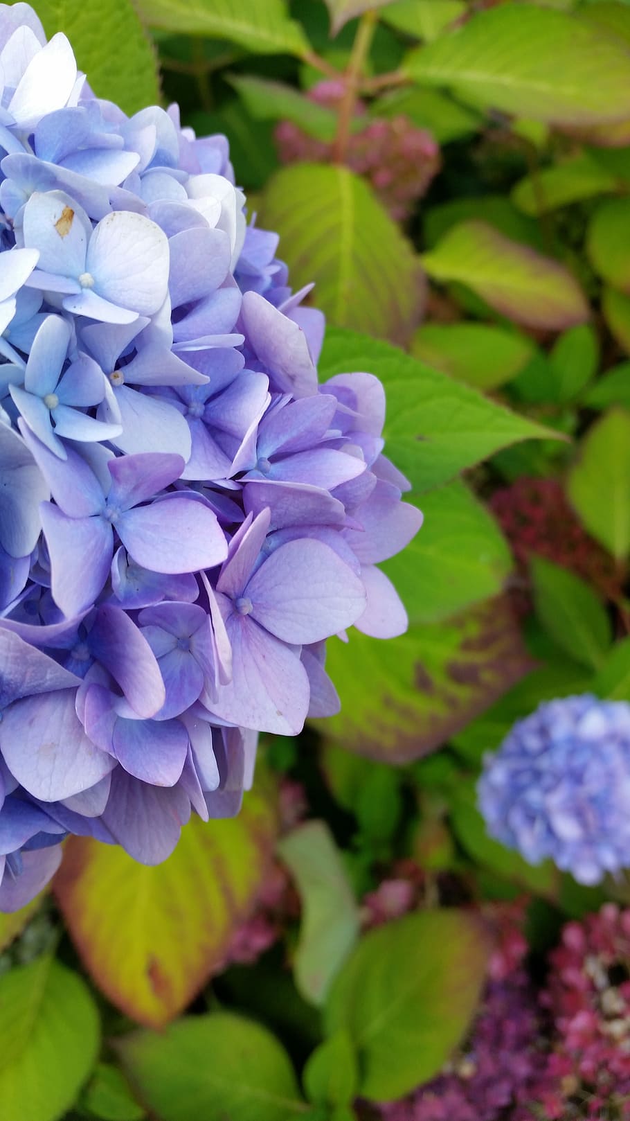 Hydrangea, Flower, Purple, Blossom, blue, bloom, nature, plant HD wallpaper
