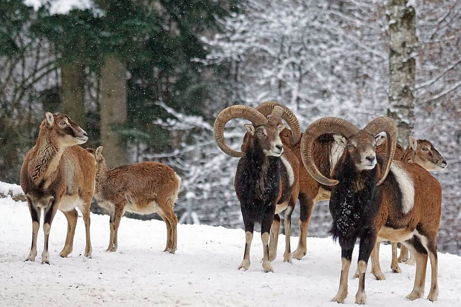 pack of brown animals on snow field, mouflon, horned, ruminant, HD wallpaper