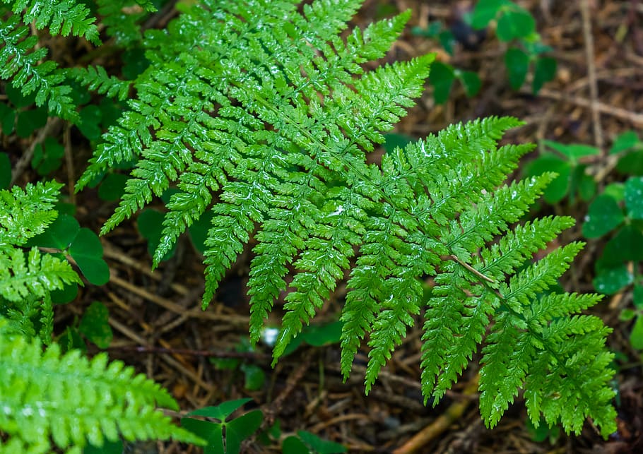 fern, macro, drip, forest, green, nature, leaf, plant, green Color HD wallpaper