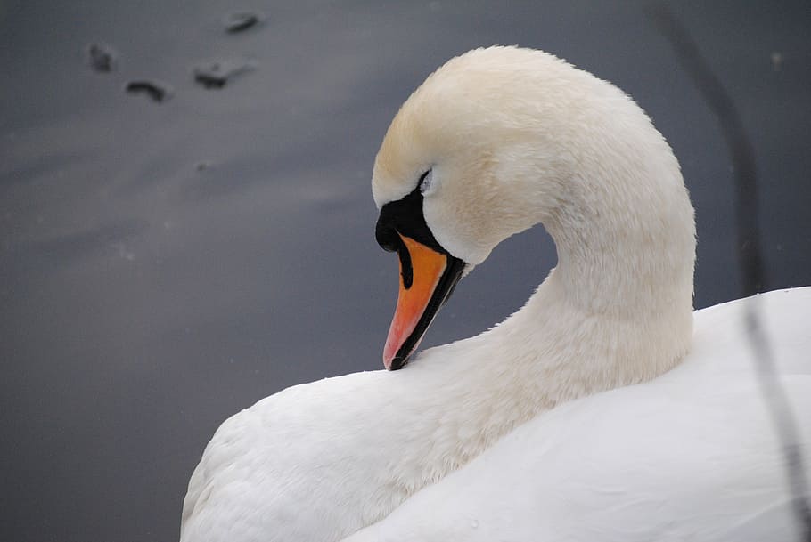 swan, neck, white, bird, water, nature, wildlife, animal, pond HD wallpaper