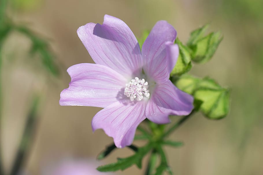 focus photography purple petaled flower, mallow, rose mallow