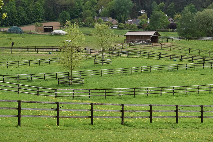 closing, field, lawn, rural, prairie, nature, plant, green color HD wallpaper