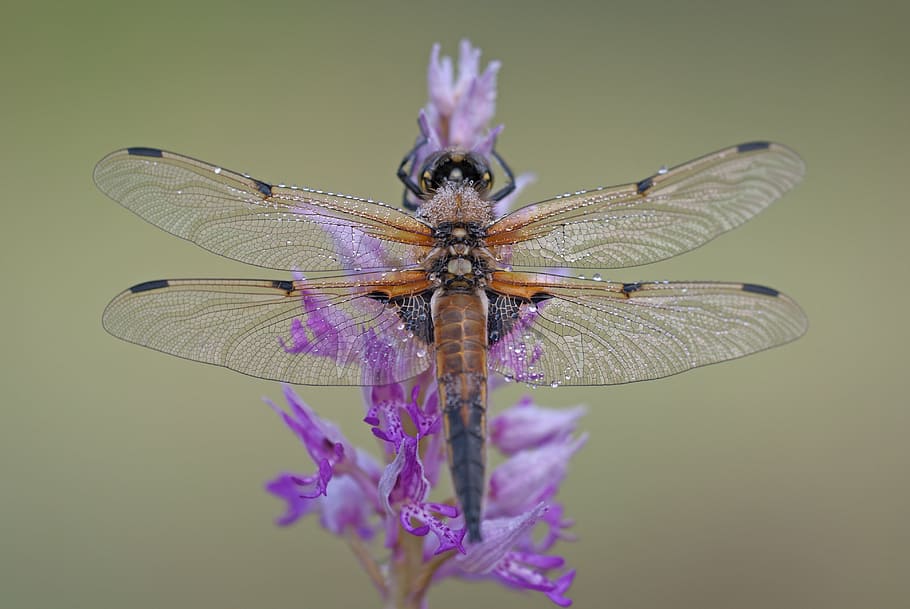 selective focus photography of brown dragonfly perched on purple petaled flower HD wallpaper