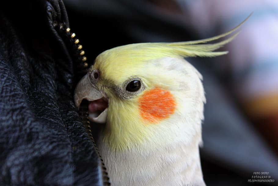 parrot, ara, exotic, bird, beak, animal themes, vertebrate HD wallpaper