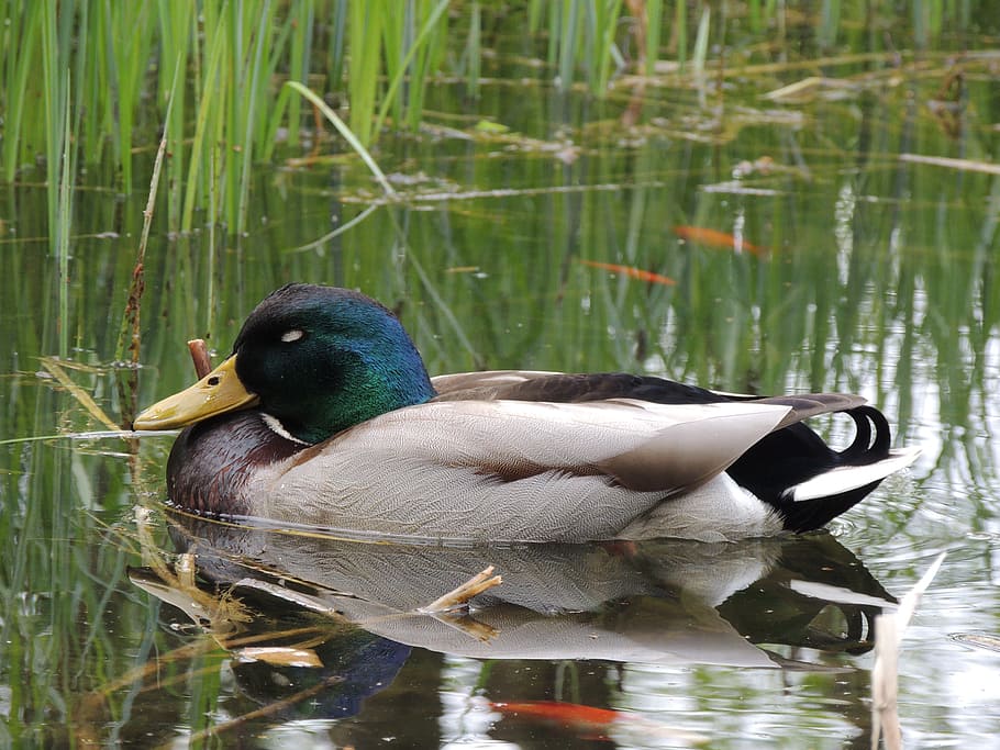 drake, duck, sleep, lake, pond, fish, rest, water, bird, animals HD wallpaper