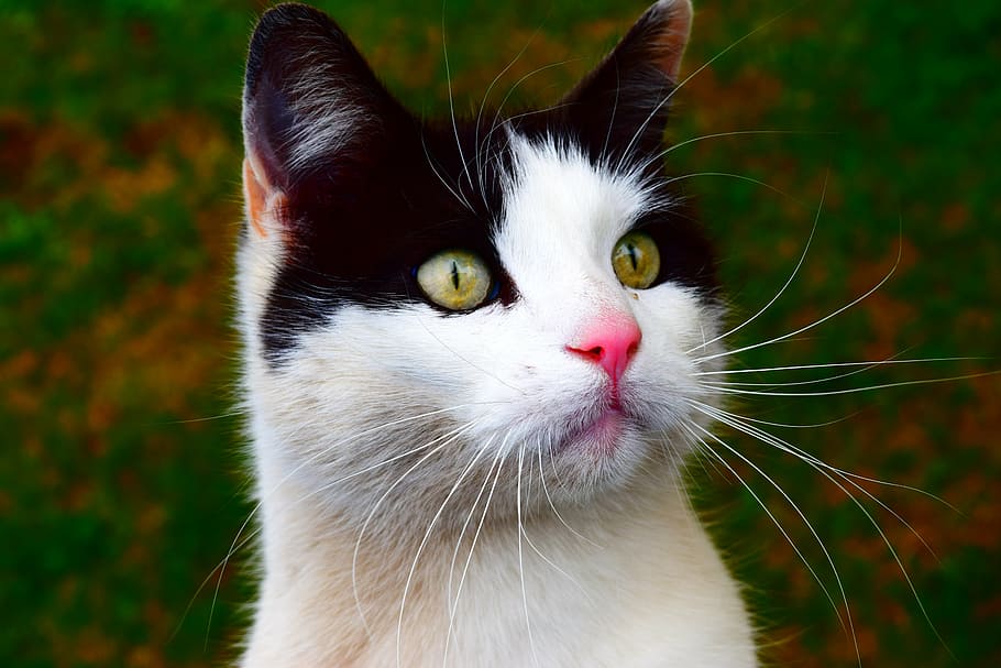 animal, cat, close, domestic Cat, pets, cute, mammal, feline HD wallpaper