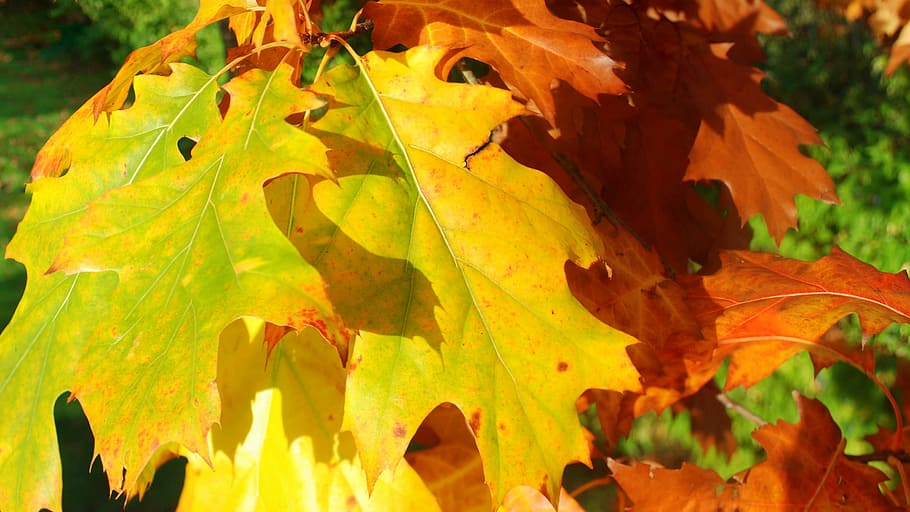 Autumn, Tree, Leaves, yellow, outdoors, nature, growth, day HD wallpaper