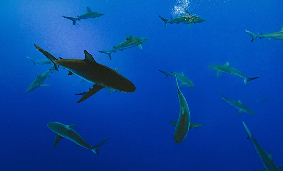 underwater photography of school of gray shark, school of shark game application HD wallpaper