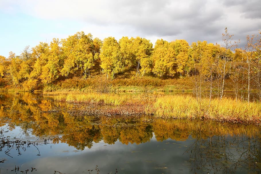 autumn, forest, lake, reflection, autumn forest, golden autumn HD wallpaper