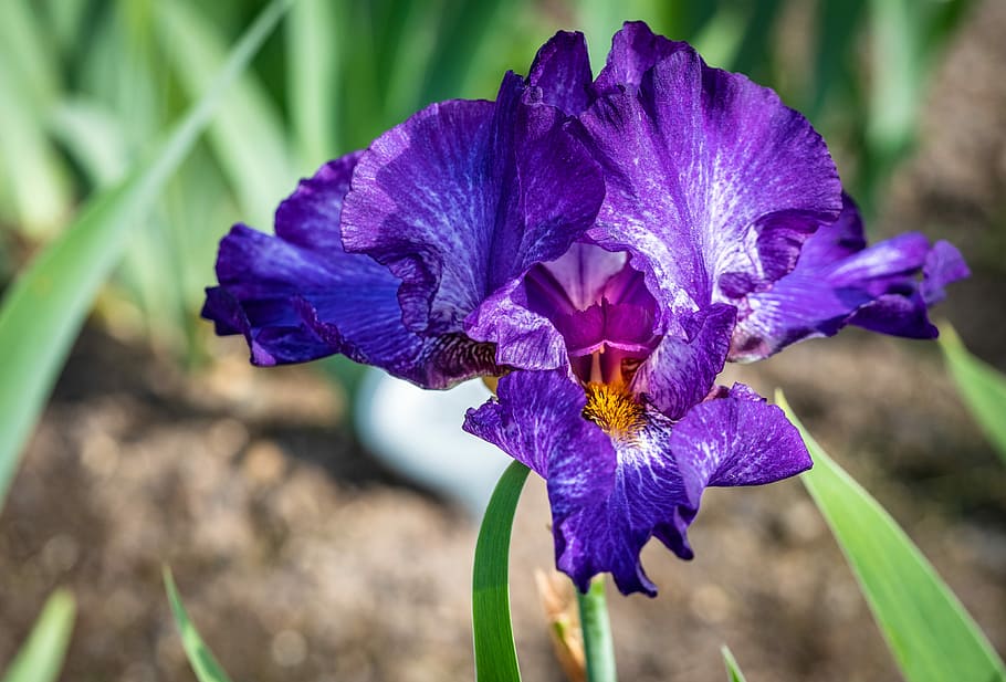 iris, violet, flower, spring, presby iris gardens, flowering plant HD wallpaper