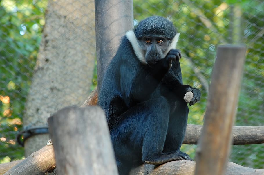 nature, animals, apes, primate, mammal, one animal, animal wildlife HD wallpaper