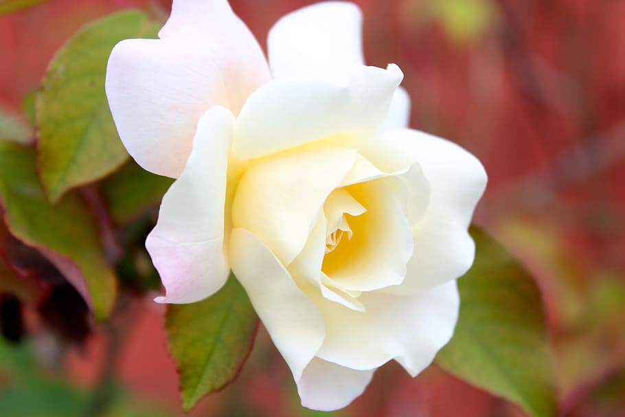 Flower, Nature, White, Romantic, rose, white rose, blossom HD wallpaper