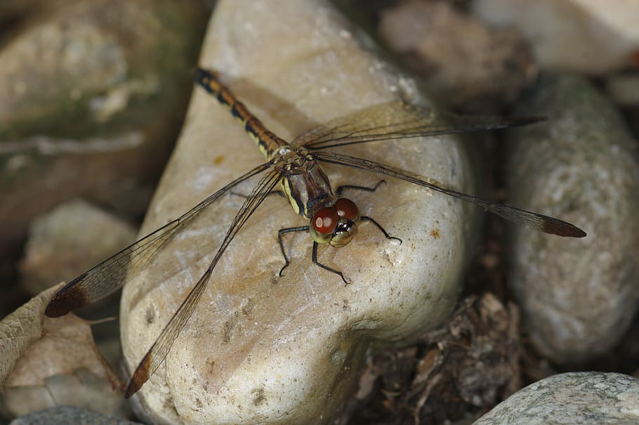 dragonfly, insects, affix, animal wildlife, animal themes, animals in the wild HD wallpaper