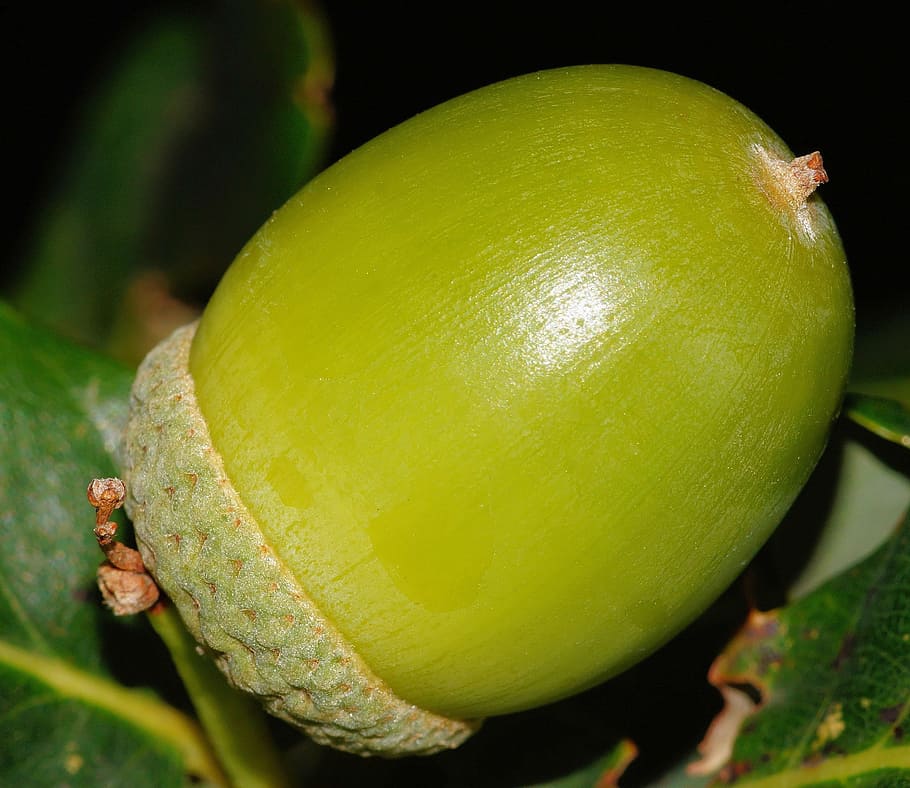 closeup photography of oval green fruit, Acorn, Immature, Oak