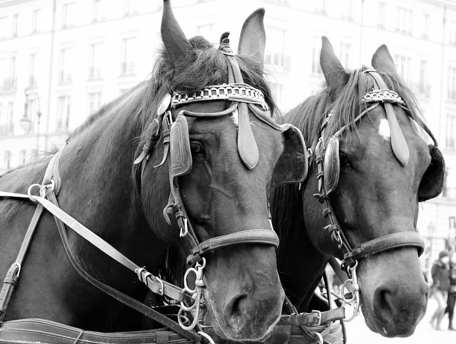 horses, tourism, horse heads, black and white, tableware, blinkers, HD wallpaper
