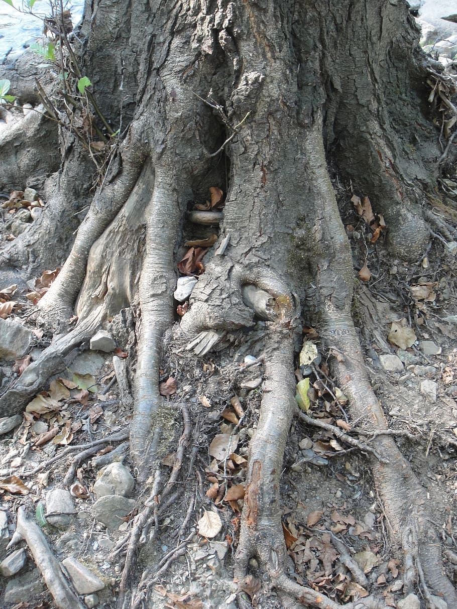 roots, nature, tree, plant, tree trunk, growth, day, no people