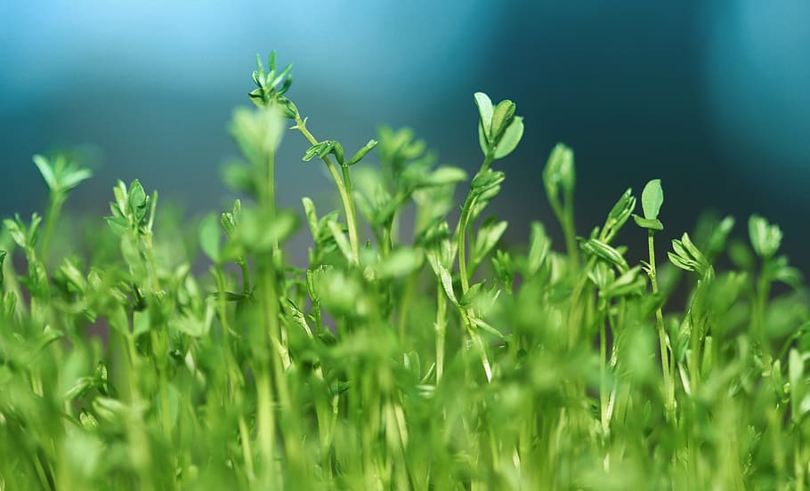 green leafed plants, close-up photo of green plant sprouts, Persian New Year HD wallpaper