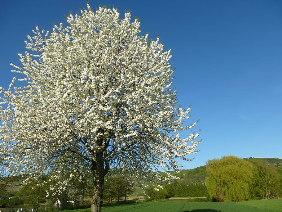 Tree, Blossom, Bloom, Spring, flower, blue, nature, clear sky HD wallpaper