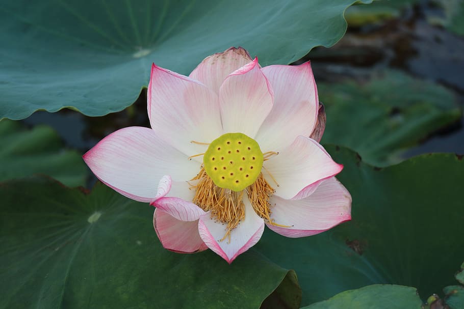 lotus, bloom, flower, flowering plant, petal, vulnerability HD wallpaper