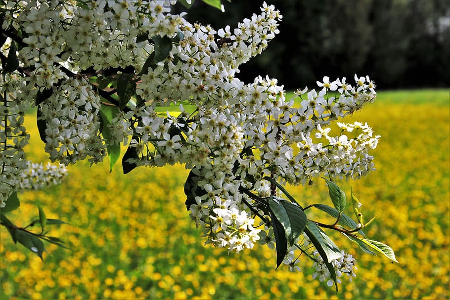 flower, plant, nature, tree, season, branch, sunny, landscape HD wallpaper