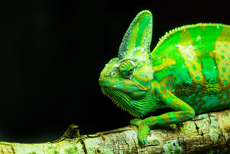 close-up of green chameleon on branch, lizards, reptiles, animal life, HD wallpaper