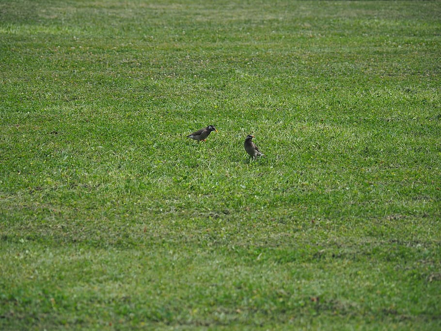 park, bird, lawn, grass, animal themes, plant, vertebrate, animal wildlife HD wallpaper