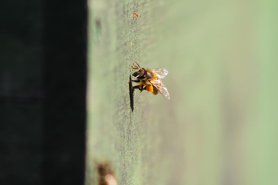 bee, prey, beekeeper, beehive, insect, hobby, frühlingsanfang HD wallpaper