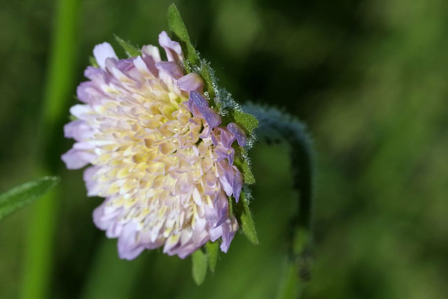 flower, rosa, violet, clover, meadow, nature, minor, drops HD wallpaper