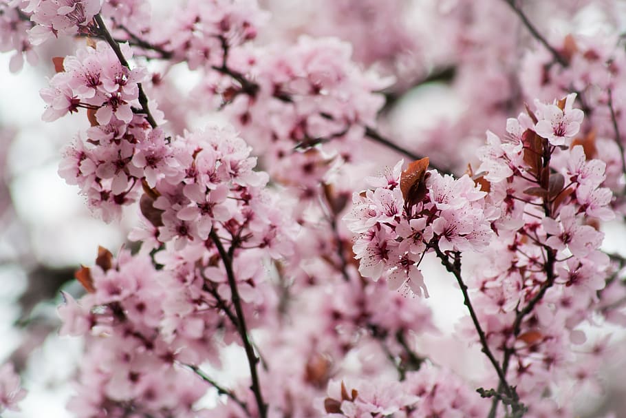 cherry blossom tree, pink, bloom, spring, east asian cherry, smell, HD wallpaper