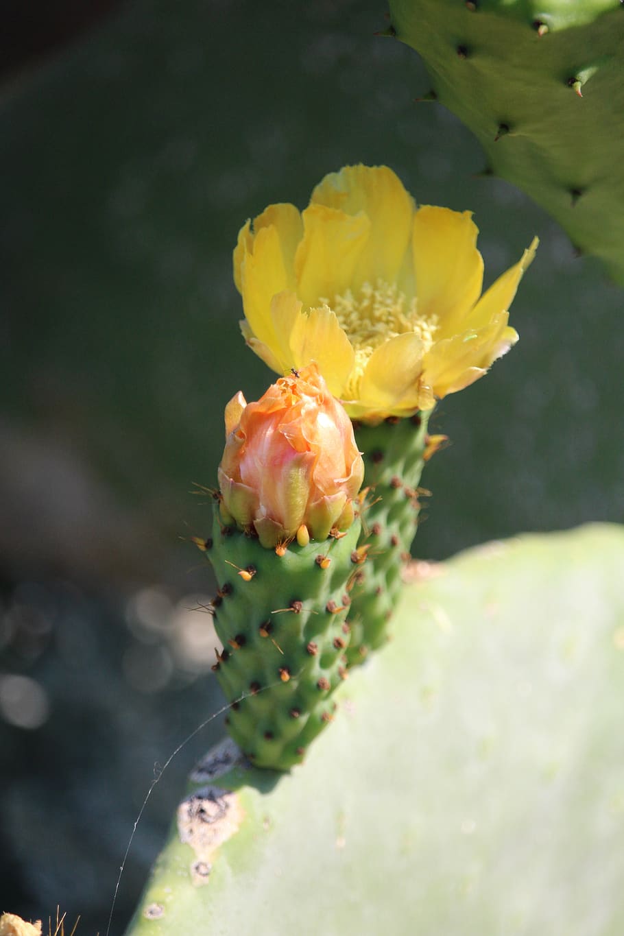 cactus, blossom, bloom, yellow, flower, flowering plant, beauty in nature HD wallpaper
