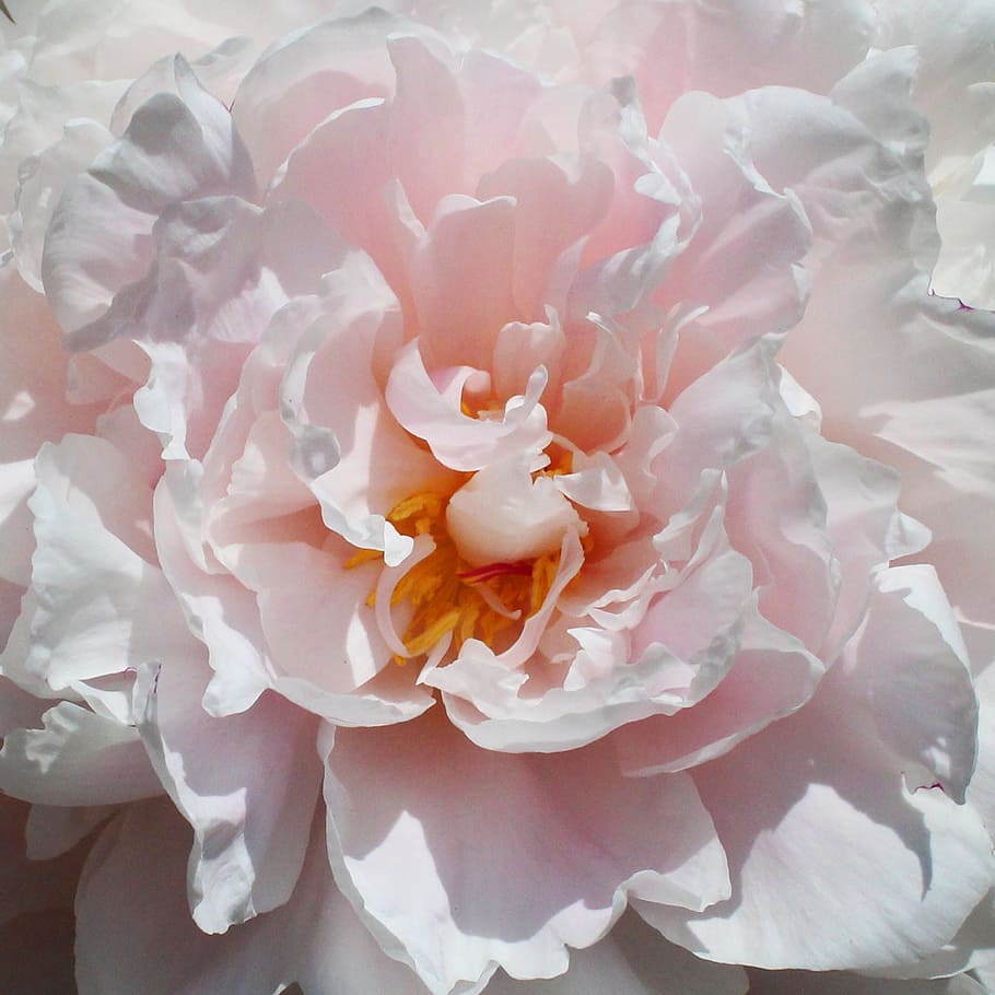 pink carnation, rose, spring, flower, romantic, bloom, flowering plant HD wallpaper