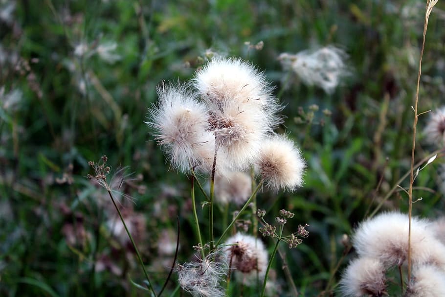 meadow, vegetation, nature, grass, plant, meadow grass, thistle HD wallpaper