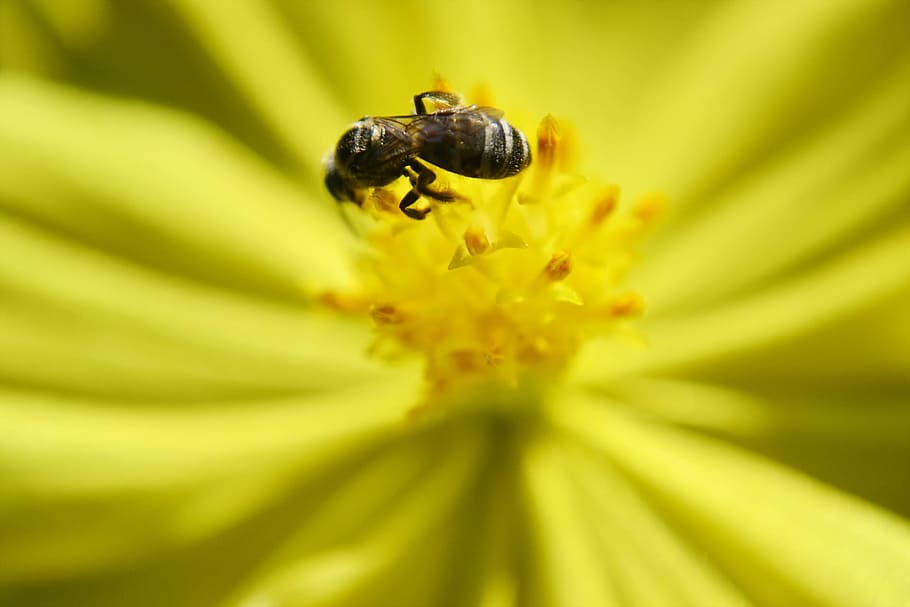 Bee, Tiny, Nectar, Flower, Nature, tiny bee, insect, yellow HD wallpaper