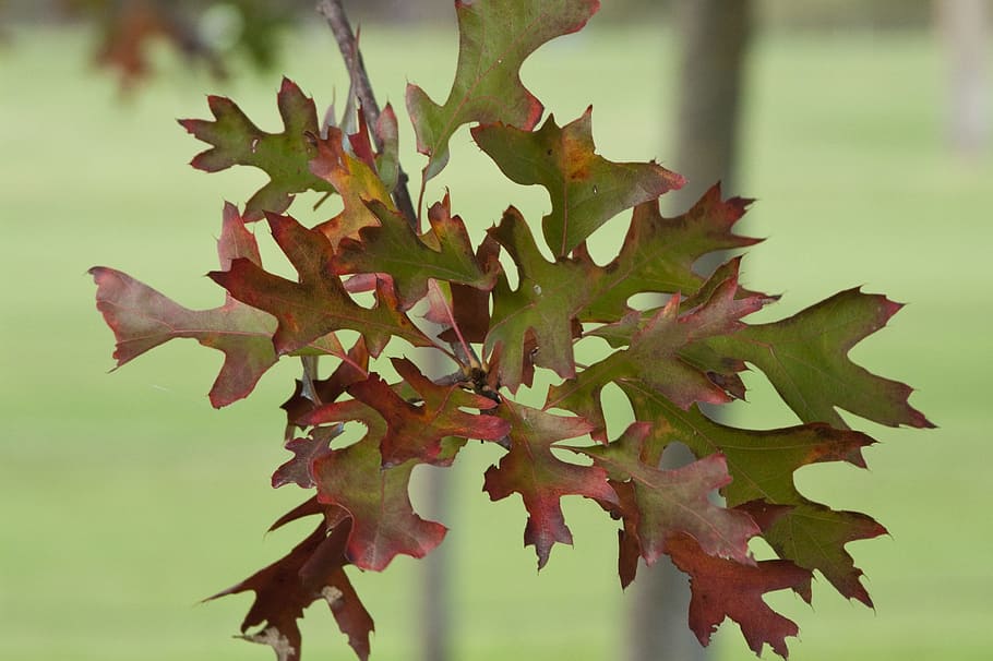 fall, leaves, oak, plant part, leaf, close-up, growth, focus on foreground HD wallpaper