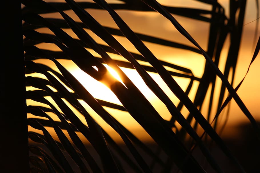 cape verde, sunset, palm tree, no people, close-up, silhouette HD wallpaper