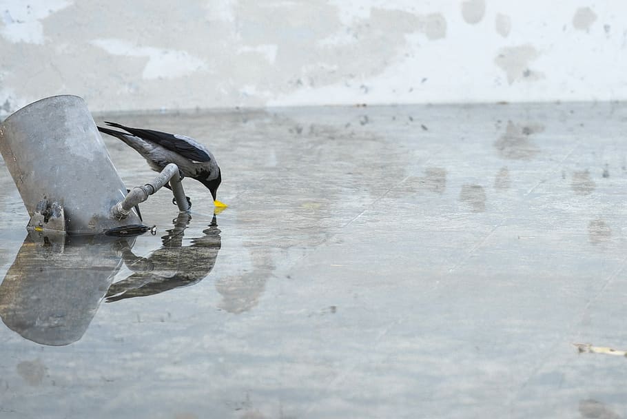 bird drinking on water, bird perching on pipe, wet, reflection HD wallpaper