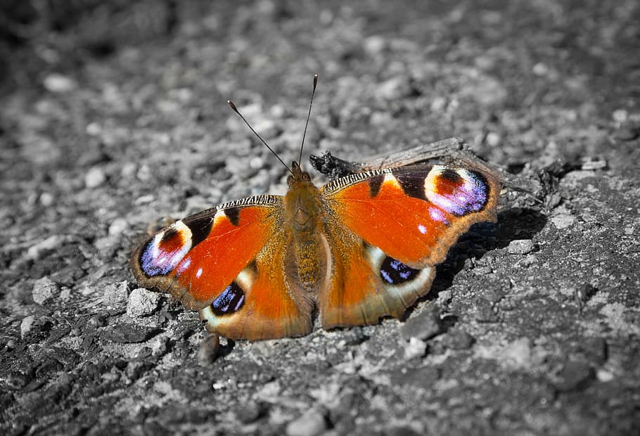 butterfly, peacock, spring, nature, insect, summer, animal HD wallpaper