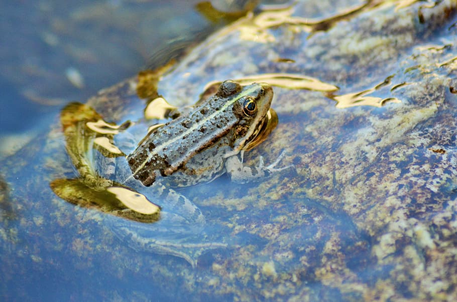 toad, frog, gerardo, water, nature, animal, amphibian, animals HD wallpaper