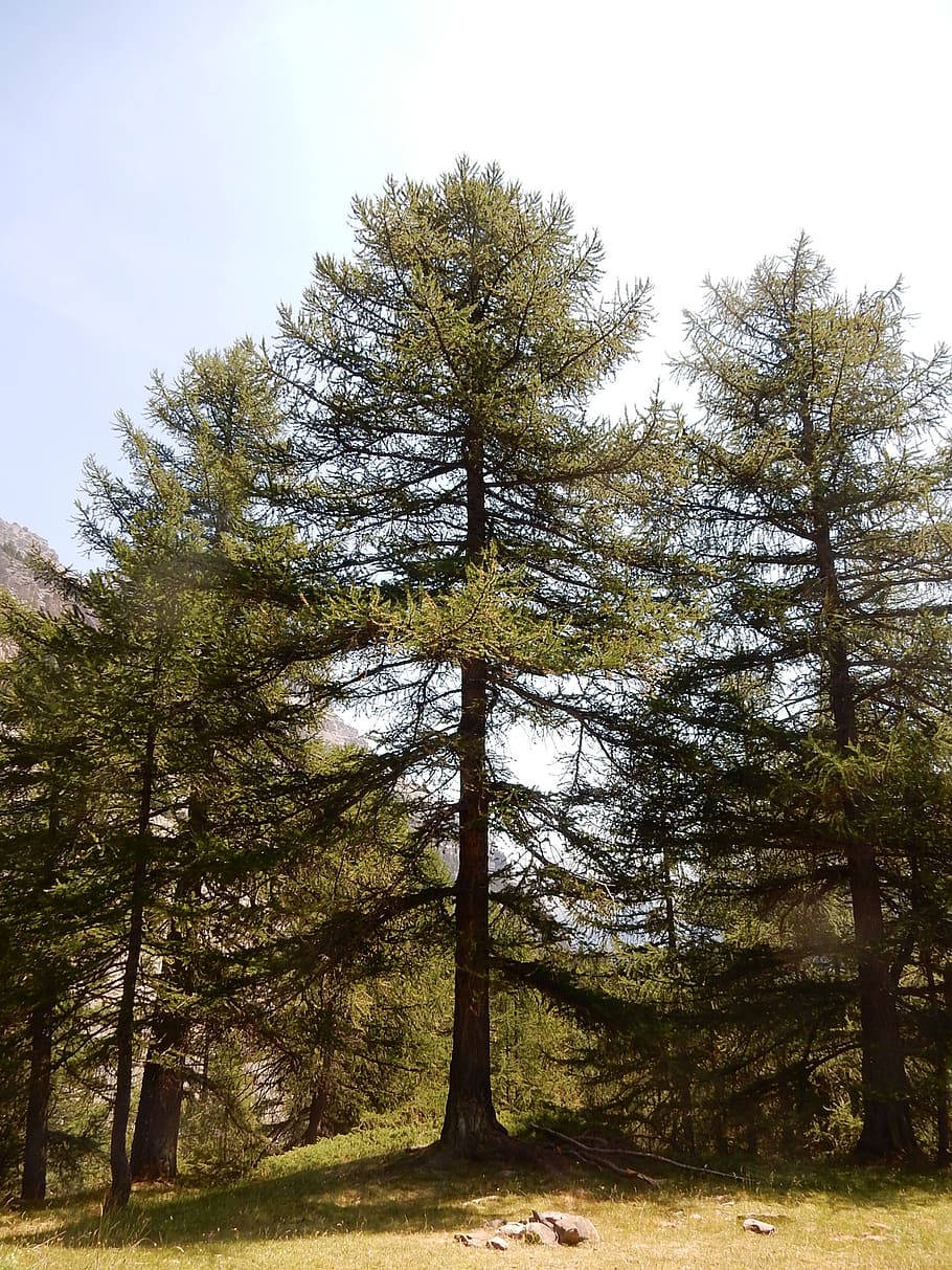 tree, forest, trunk, larch, nature, mountain, high, bardonecchia HD wallpaper