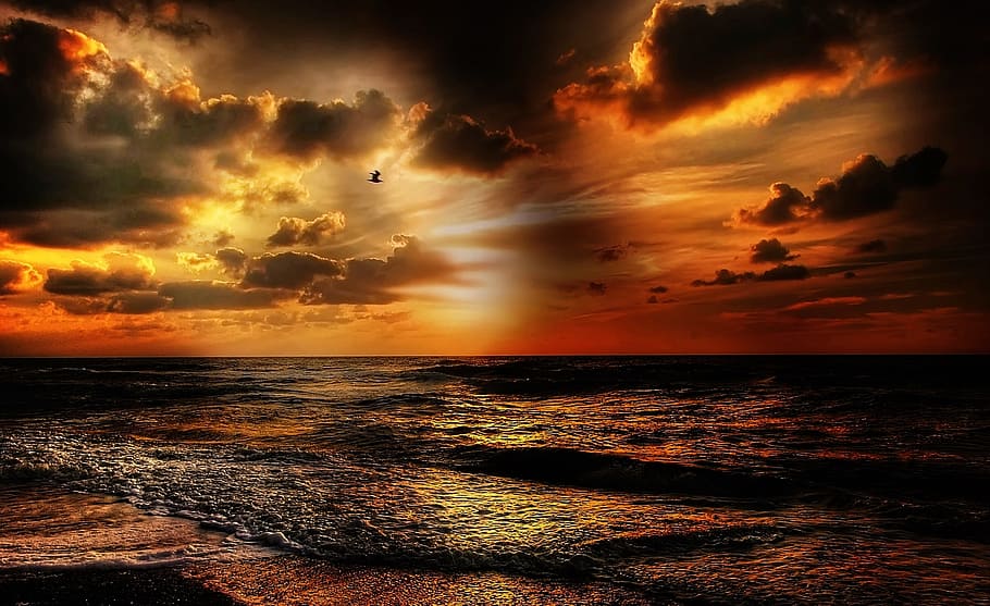 sea, dawn, landscape, nature, beach, beautiful, bird, cloud formation HD wallpaper