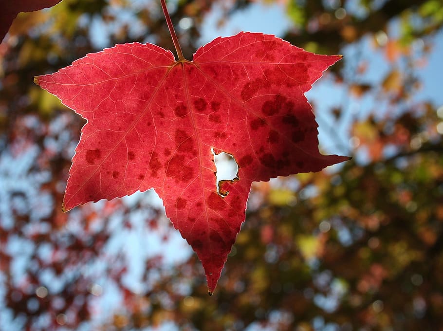 nature, autumn, leaf, red, tree, fall, season, leaves, plant part HD wallpaper