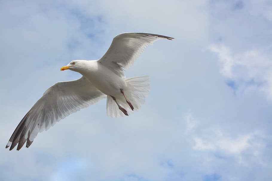 seagull flies, white, grey, wings, white seagull, seabird, animal HD wallpaper